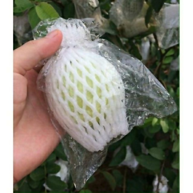 Set 50 bọc xốp ổi lồng sẵn (gồm 3 chi tiết nilon +xốp+chun) bảo vệ trái khỏi ruồi chích